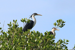 Egretta picata