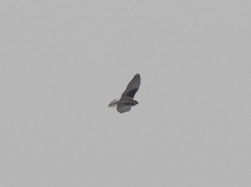 Black-winged Kite