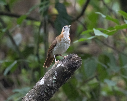 Spotted Thrush-Babbler (Illadopsis turdina), photo 2