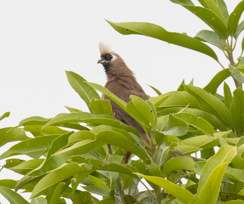 Speckled Mousebird