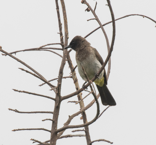 Common Bulbul