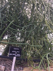 Euphorbia aphylla