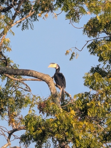 Malabar Pied Hornbill