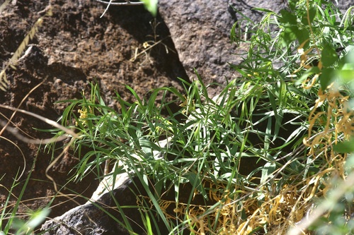 Amsonia palmeri, photograph 3