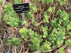 Aeonium lindleyi viscatum