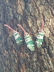 Pyrops candelaria
