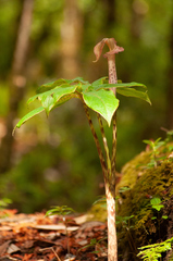 Arisaema nepenthoides