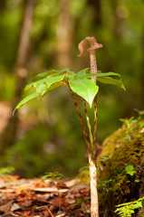 Arisaema nepenthoides