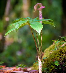 Arisaema nepenthoides