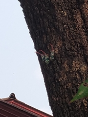 Pyrops candelaria