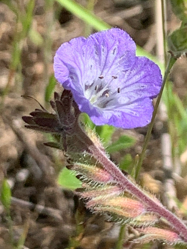 Phacelia divaricata observed 2026-04-14