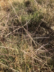 Enteropogon acicularis