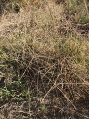 Enteropogon acicularis