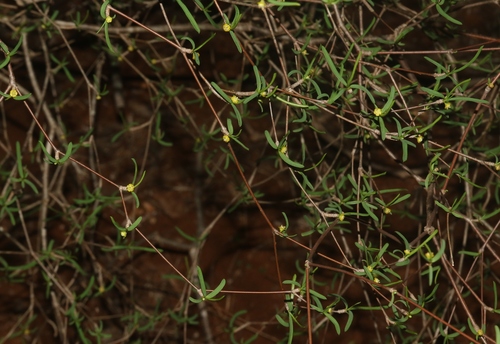Euphorbia hedyotoides