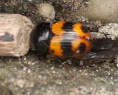 Aphodius irregularis