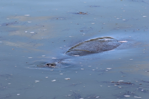 Florida Manatee observed by sparkypetunia