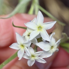 Amsonia palmeri, photograph (c) Michelle W. （鍾偉瑋）, some rights reserved (CC BY)