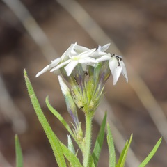 Amsonia palmeri, photograph (c) Michelle W. （鍾偉瑋）, some rights reserved (CC BY)