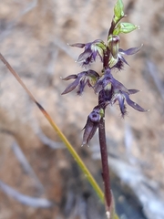 Genoplesium morrisii