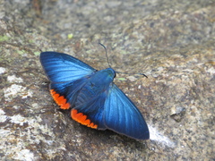 Pyrrhopygini