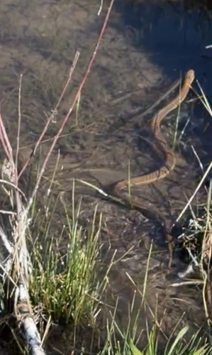 Wandering Garter Snake observed by inspectahjess