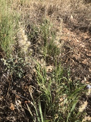 Enneapogon nigricans