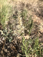 Enneapogon nigricans