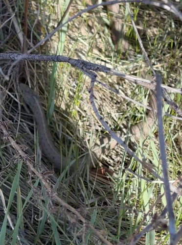 Wandering Garter Snake observed by inspectahjess