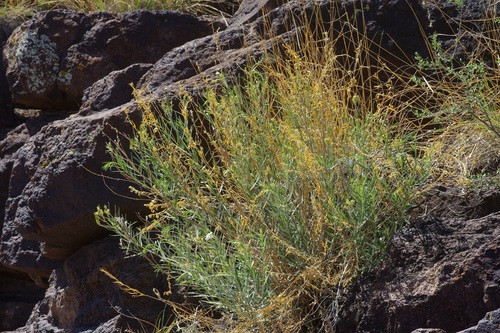 Amsonia palmeri
