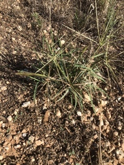 Enteropogon acicularis