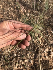 Enteropogon acicularis