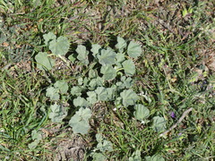 Malvella leprosa