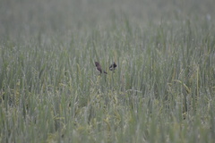 Lonchura leucogastroides