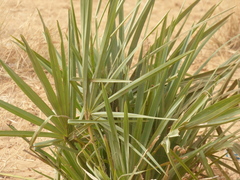 Hyphaene thebaica