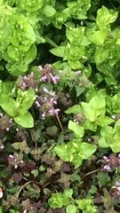 Lamium purpureum