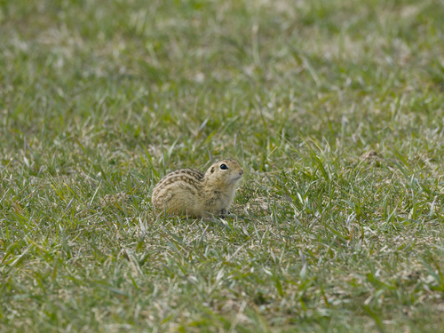 Thirteen-lined Ground Squirrel observed by kimjohnboom69