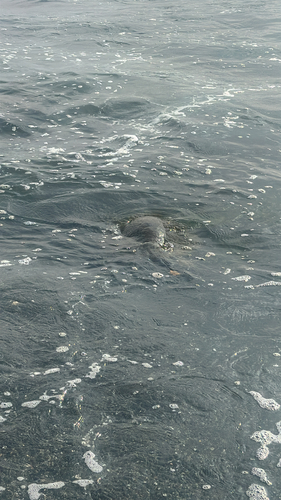 Green Sea Turtle observed by animebirder