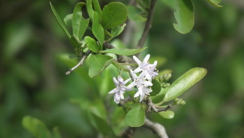 Ehretia rigida (Ehretia rigida)