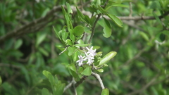 Ehretia rigida nervifolia