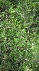 Ehretia rigida nervifolia