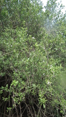 Ehretia rigida nervifolia
