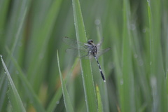 Orthetrum sabina