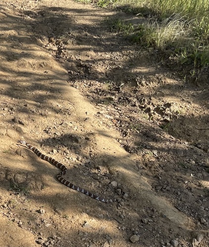 California King Snake observed by capogirls