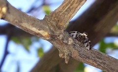 Dyscrasis hendeli