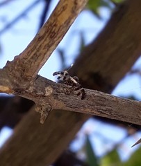 Dyscrasis hendeli