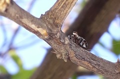 Dyscrasis hendeli