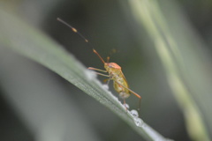 Alydidae