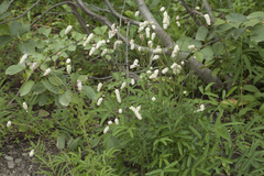 Sanguisorba tenuifolia