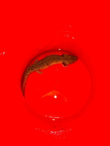 Common Mudpuppy observed by titanbugboy