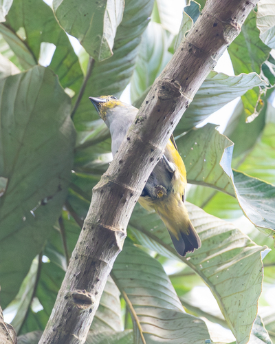 Green-throated Euphonia